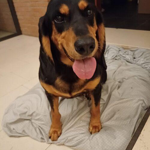 Ghost - Maschio  - 10 Anni (Nato Indicativamente A Febbraio Del 2016)  Razza: Segugio  Taglia: Grande  